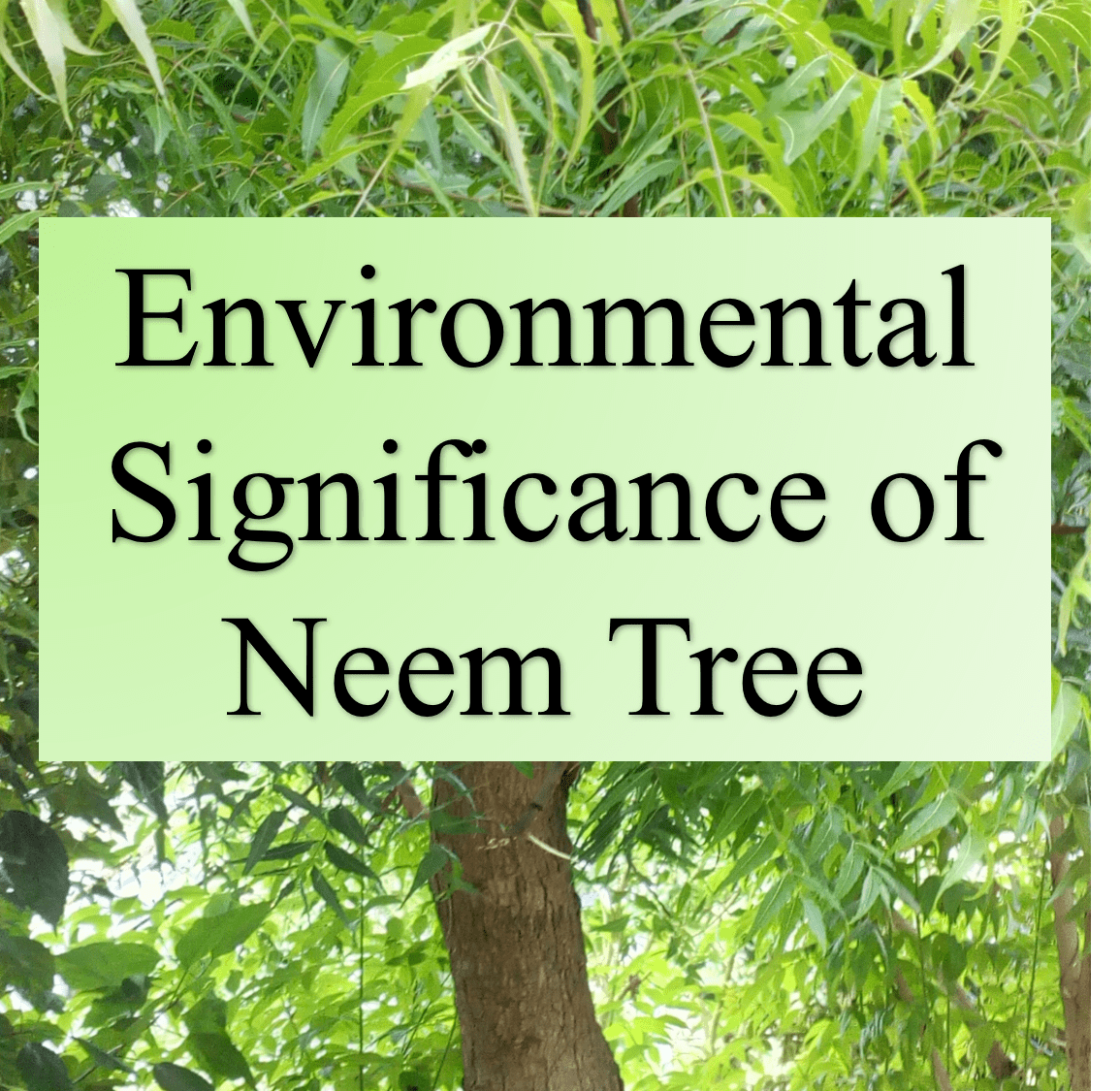 Environmental Significance of Neem Tree