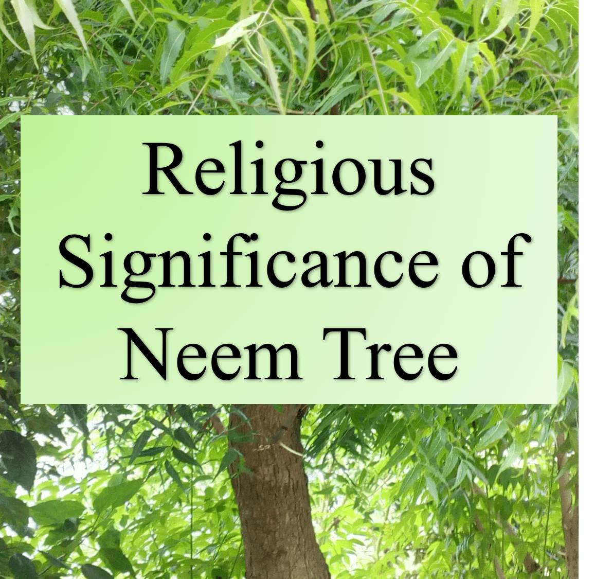 Religious Significance of Neem Tree