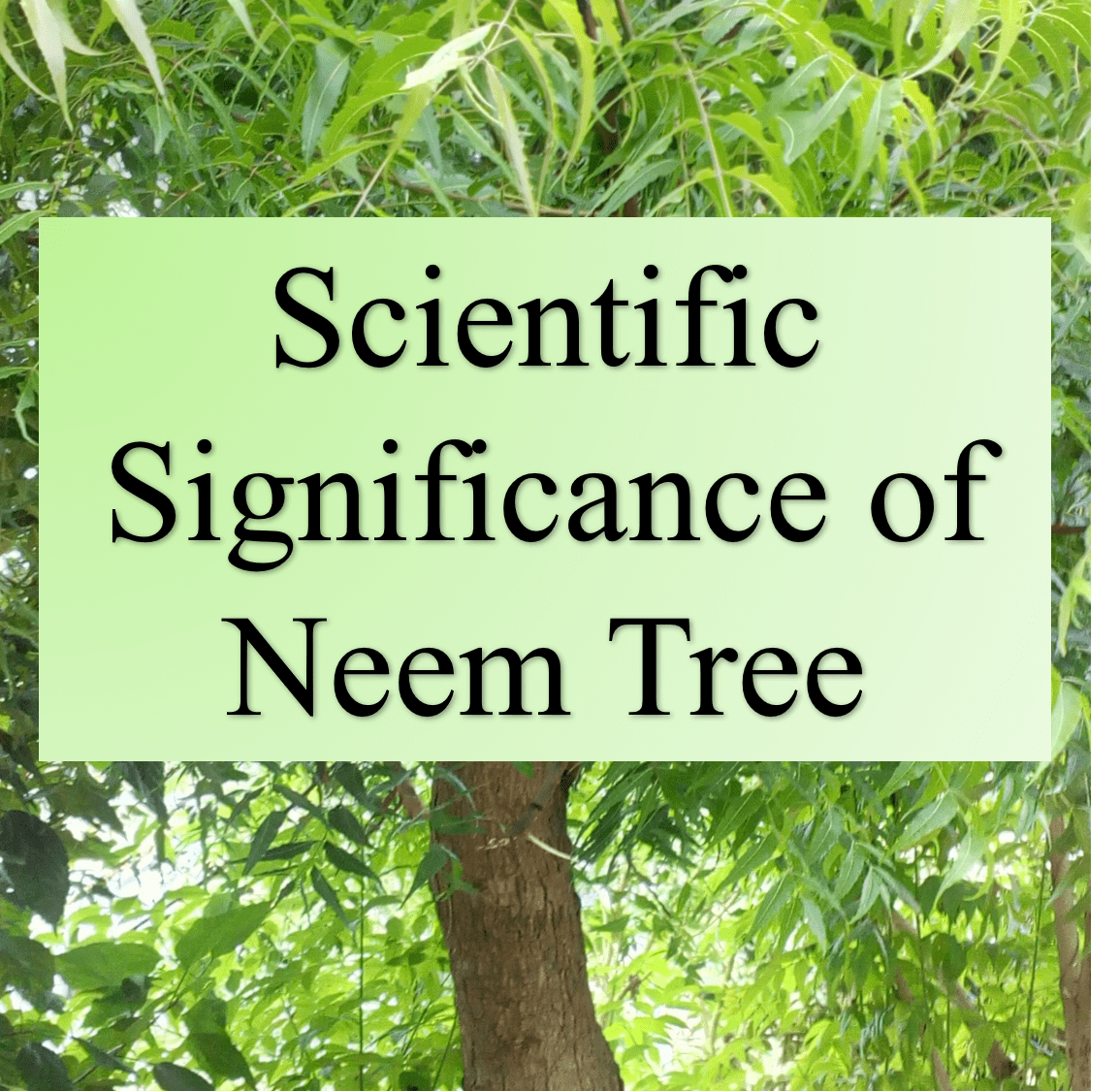 Scientific Significance of Neem Tree