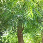 Neem Tree – Bridging the Gap between Religion and Science
